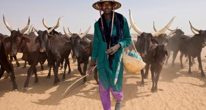 Nigeria’s cow war: Northern elites as Orogun Adedigba