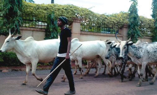Umahi orders relocation of herdsmen from EBSU