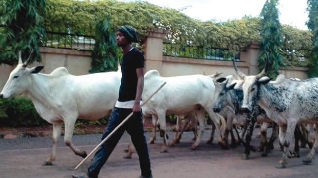 Herdsmen describe anti-grazing law as a time bomb