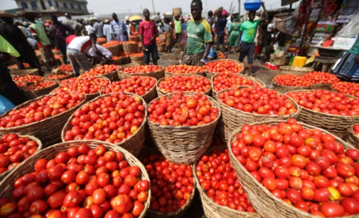 Dangote tomato factory to resume production in February