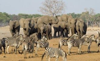 Drought forces Zimbabwe to put wild animals on sale