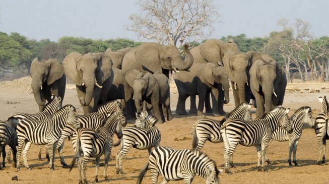 Drought forces Zimbabwe to put wild animals on sale