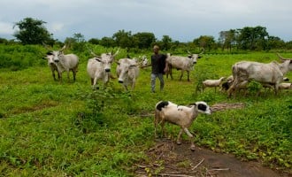 Obaseki bans grazing in Edo communities