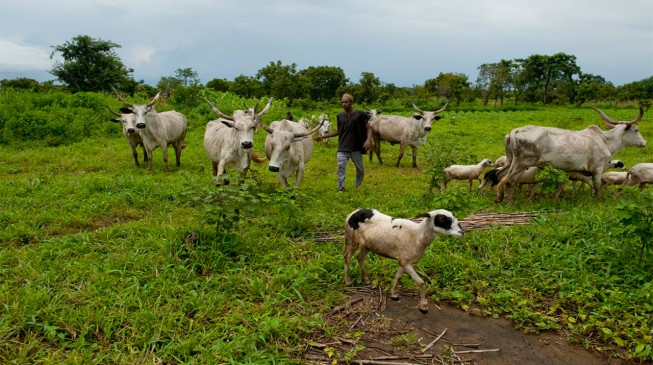 Obaseki bans grazing in Edo communities