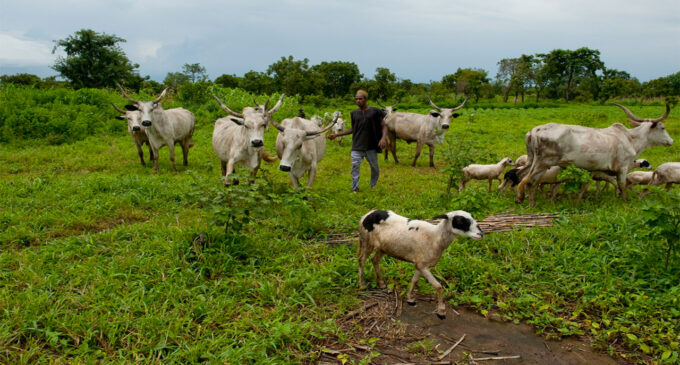Obaseki bans grazing in Edo communities