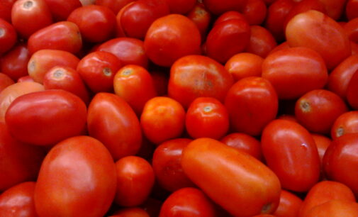 WHEN BIG IS BAD: 5,000 farmers not enough to supply tomato to Dangote’s factory