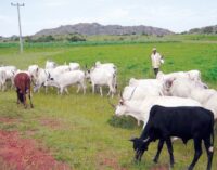 Police set up ‘crack squad’ to tackle herder-farmer clashes in Yobe