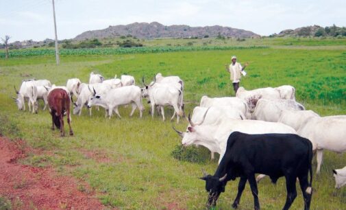 FG sets up farm settlements for herdsmen