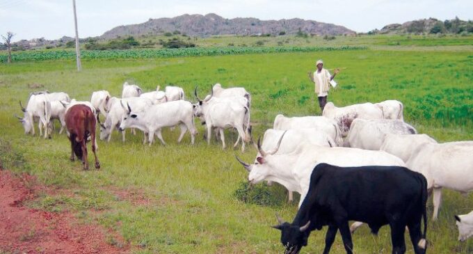 Herdsman remanded for grazing on N25m farmland in Ekiti