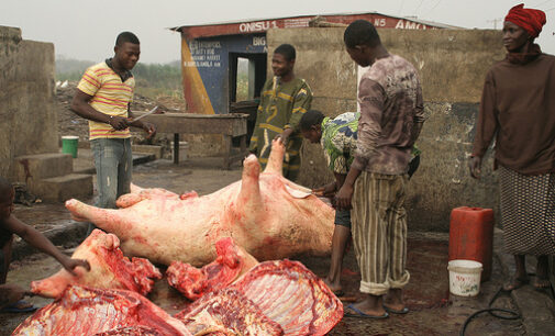 Butchers to pay N700 on each slaughtered cow in Osun