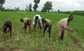 Obasanjo urges banks to lower interest rates for farmers