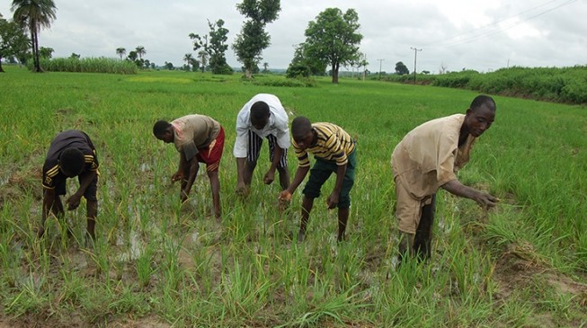 Presidency: Farmers to get four million bags of fertiliser before end of 2017