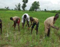 CBN: N791bn disbursed to over 3m farmers under Anchor Borrowers’ Programme