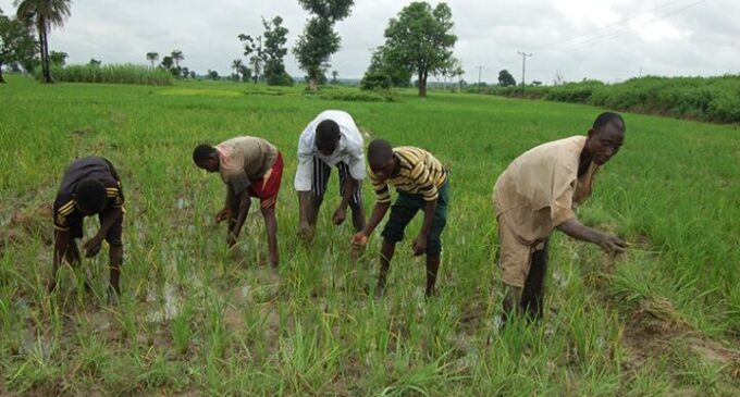 CBN: N791bn disbursed to over 3m farmers under Anchor Borrowers’ Programme