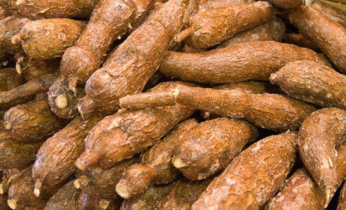 Africa’s cassava yield to receive boost from 563 trials