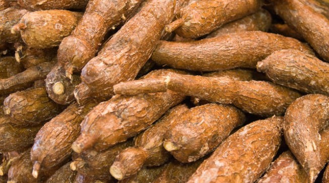 Cassava revolution ‘can solve’ Nigeria’s economic crisis