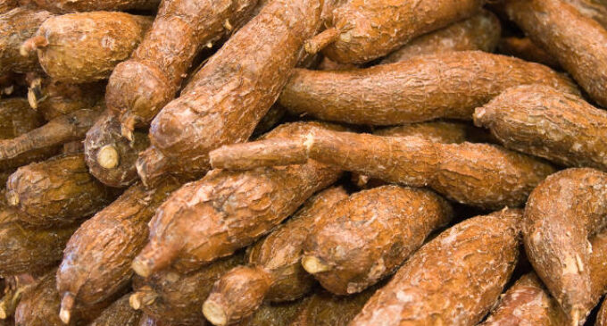If not for cassava, hunger would have ‘killed many people’