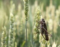 ALERT: Locusts from Niger threaten Nigeria’s food security
