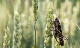 ALERT: Locusts from Niger threaten Nigeria’s food security