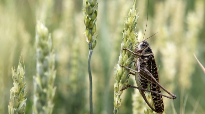 ALERT: Locusts from Niger threaten Nigeria’s food security
