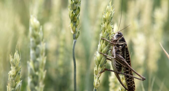 ALERT: Locusts from Niger threaten Nigeria’s food security