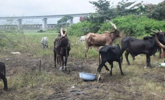 Edo bans night grazing, orders clampdown on illegal arms