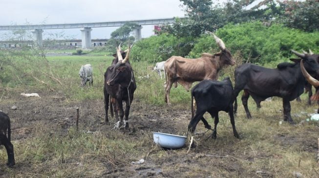 Edo bans night grazing, orders clampdown on illegal arms