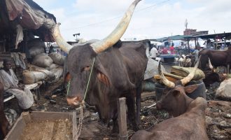 Benue herdsmen: 53 of our cows killed in reprisal attack