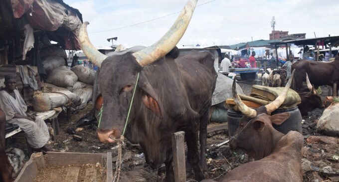 EXTRA: Nigerian cows are the worst milk producers in the world, says Ogbeh
