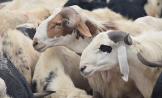 A dry Sallah and other stories