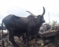 EXTRA: Police to auction animals in Borno