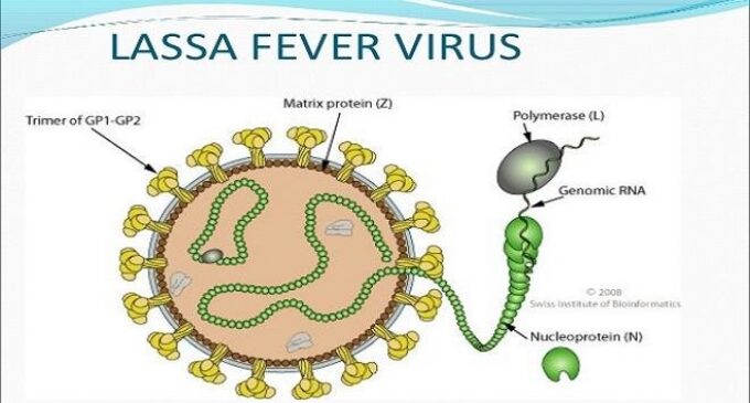 HURRAY! No more lassa fever in Delta