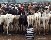 Over 100 cows killed as gunmen raid Taraba communities