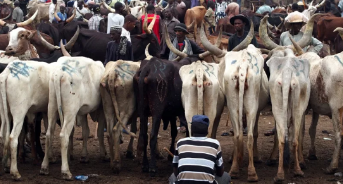 EXTRA: Zamfara to spend N83m on Sallah cows