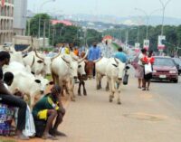 FCT minister orders herdsmen to move cattle out of Abuja