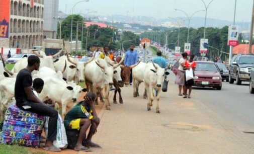 FG ‘bans’ open grazing to curb herdsmen-farmers clashes