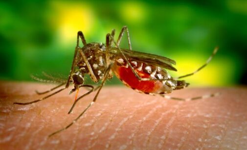 UNILORIN don: Stop killing mosquitoes, they are our friends