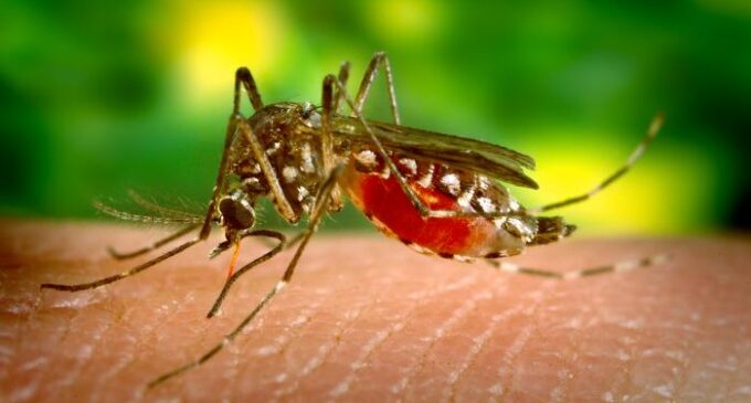First malaria vaccine to be used in Kenya, two African countries
