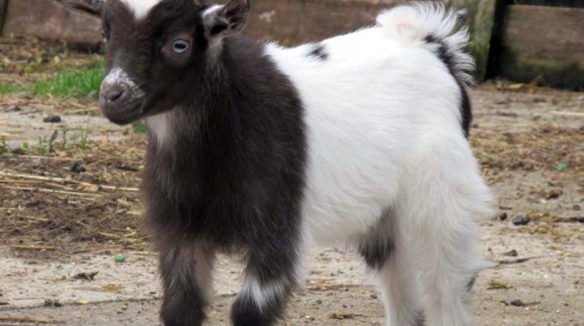 EXTRA: Benin woman donates goat to Buhari
