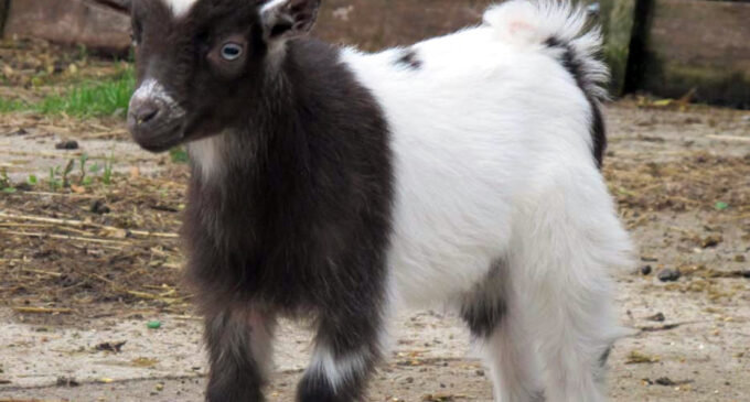 EXTRA: Benin woman donates goat to Buhari