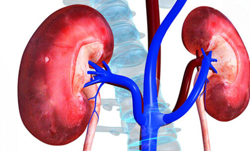 Six habits to adopt for healthy kidneys