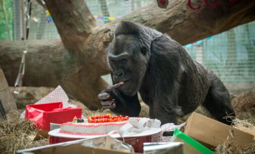 US’ oldest gorilla celebrates 60th birthday
