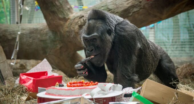 US’ oldest gorilla celebrates 60th birthday