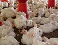 Bauchi kills 27,000 chickens to curb spread of bird flu