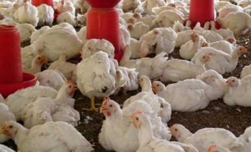Bird flu: Kano govt kills 9,000 birds
