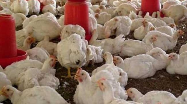 Fresh outbreak of bird flu recorded in FCT, 7 states