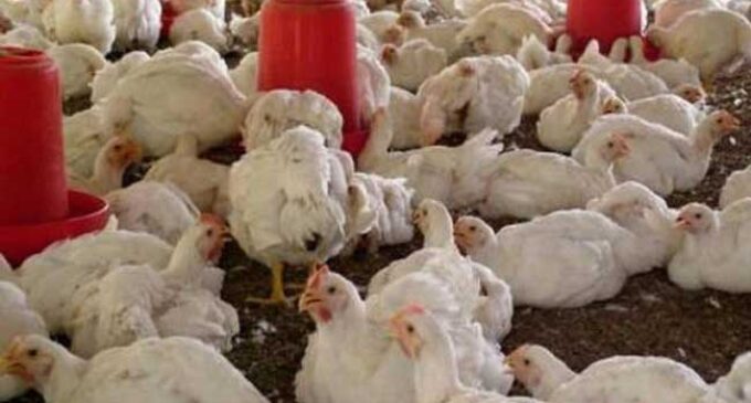 Bird flu: Kano govt kills 9,000 birds
