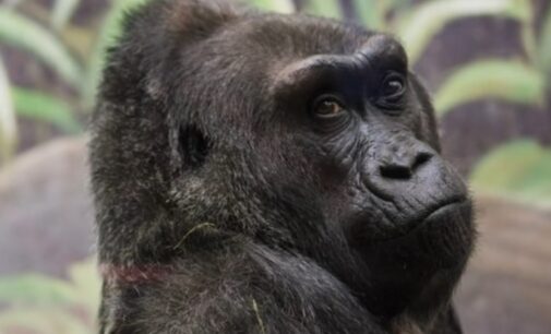 Colo, US’ oldest gorilla, dies at 60