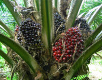 Ellah Lakes partners Ondo govt on development of oil palm, cassava plantation