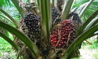 Golden period for oil palm companies